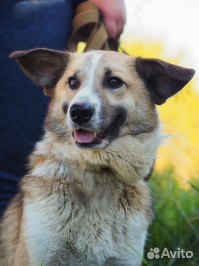 Собака Кутя