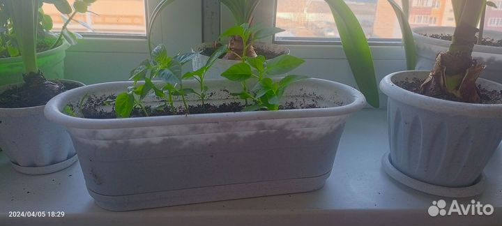 Перчик комнатный