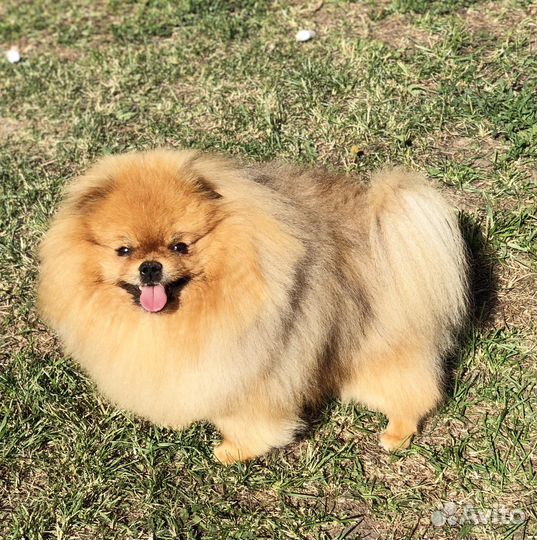 Шпицы мишки