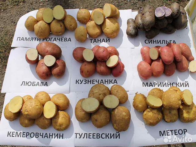 Семенной картофель супер,супер элита купить в Барнауле | Товары для ...