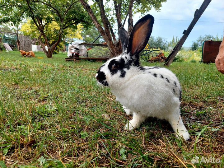 Немецкий великан строкач самка беременная продам