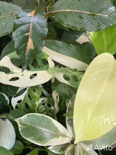 Комнатные растения редкие