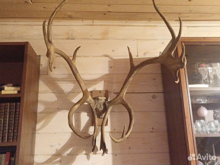 Рога оленя