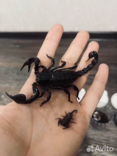 Скорпион черный лесной безопасный