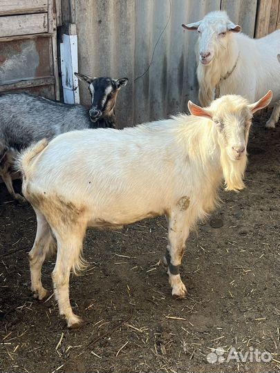 Козел на племя