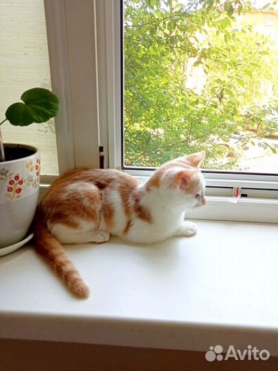 Ласковый снежок ищет добрых и любящих хозяев