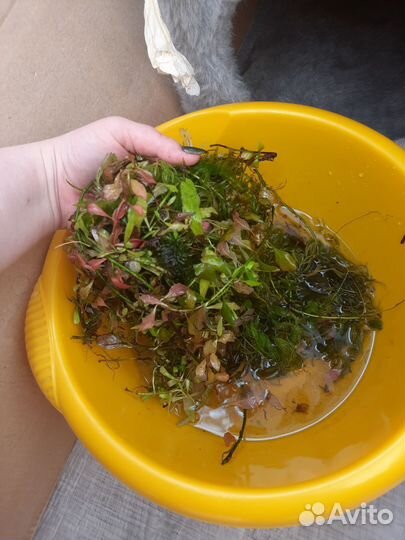 Аквариумное растение прополка