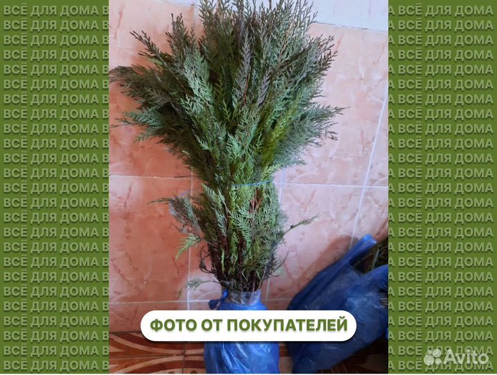 Туя для изгороди