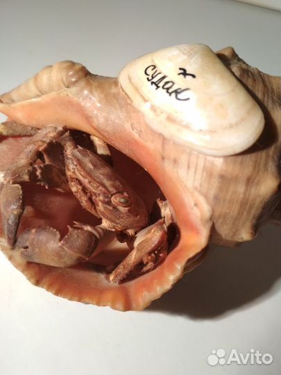 Ракушка Судак с засушенным крабиком из 90х