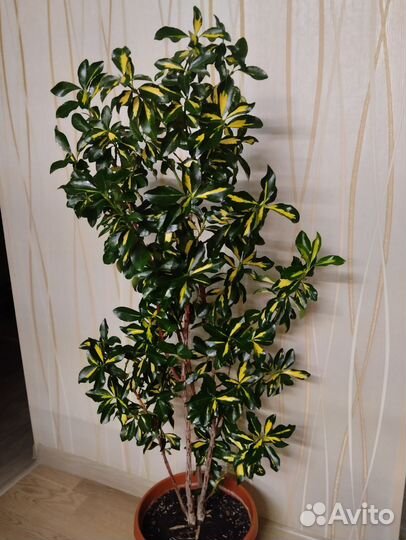 Комнатные растения, суккуленты