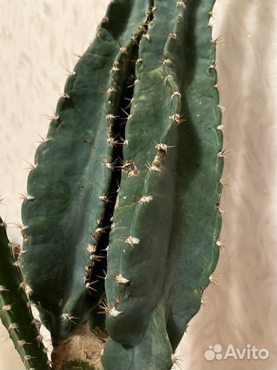 Кактус Цереус Флорида