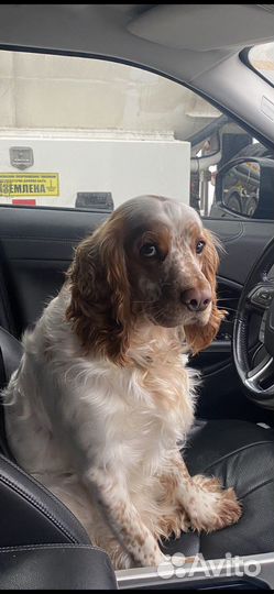 Вязка. Русский спаниель