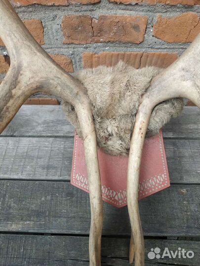 Оленьи рога