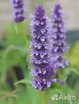 Агастахе Блек Эддер