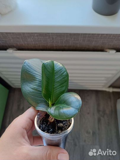 Колеус, фикус эластика