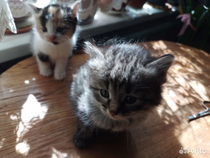 Котята,добротные кошечки