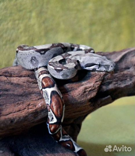 Императорский удав