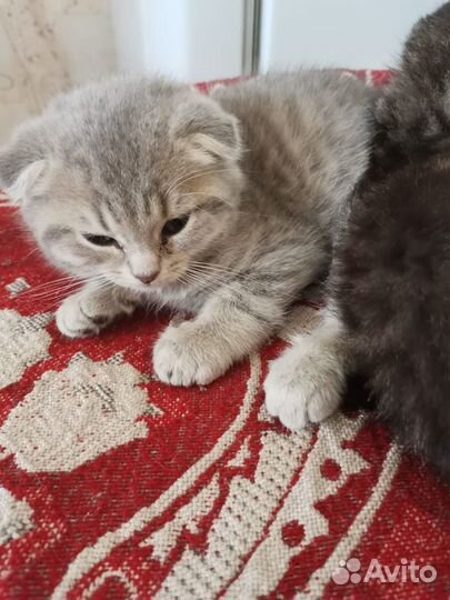 Шотландская кошка