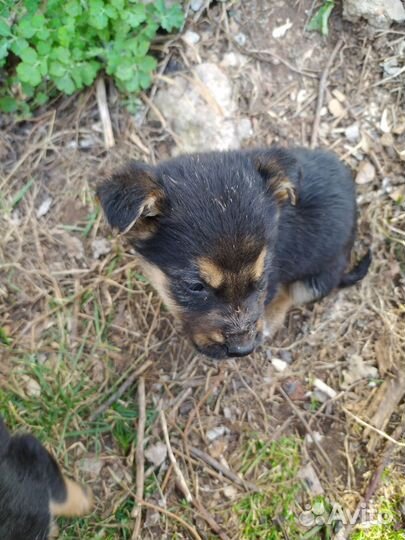 Щенки