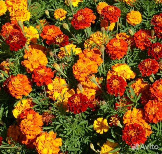 Бархатцы семена низкорослые