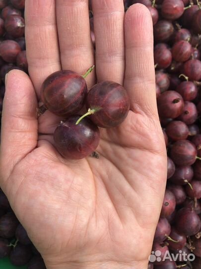 Крыжовник саженцы