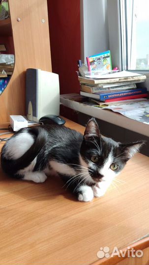 Котёнок 2,5месяца- девочка