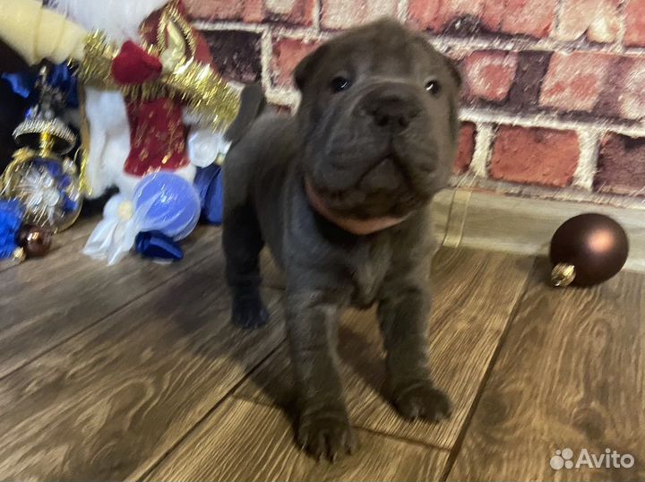 Щенки шарпея