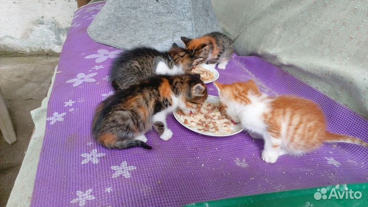 Кошка в дар