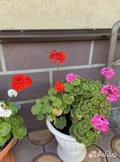 Пеларгония / герань разные сорта