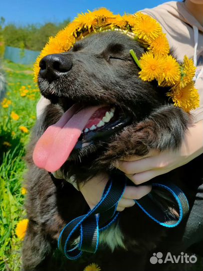 Собака в добрые руки бесплатно