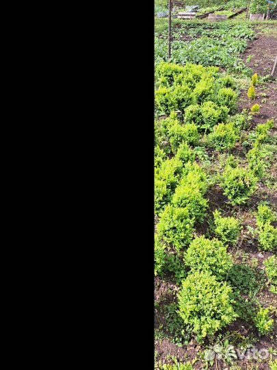 Буксусы вечнозелёные