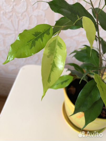 Фикус бенджамина Реджинальд