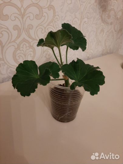 Пеларгония Kvarnlyckans Anna-Jeanette