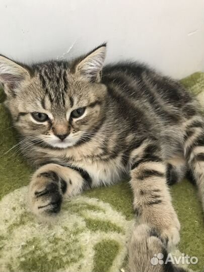 Британские котята