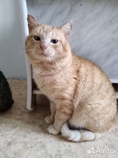 Рыжий кот на счастье