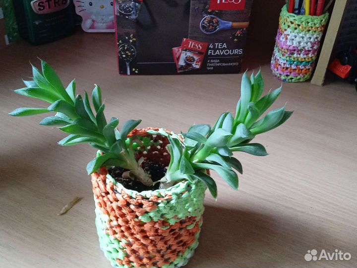 Комнатные растения