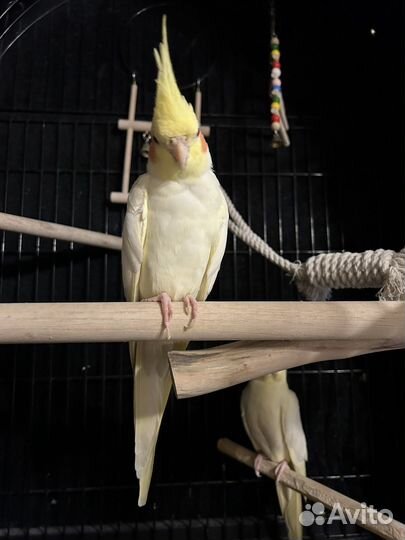 Пара Карелл: Чарли (мальчик) и Ричи (девочка)