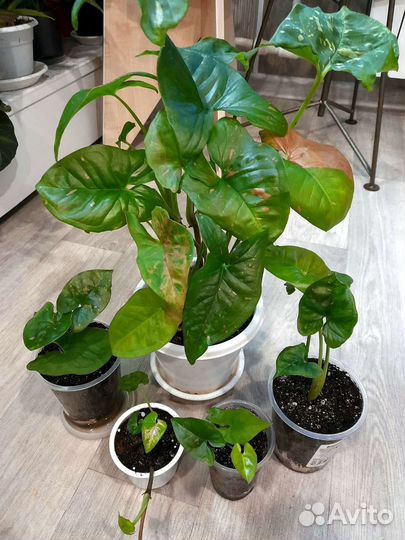 Сингониумы