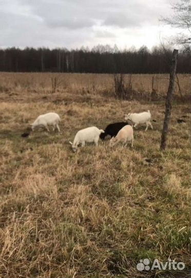 Козлята и Козы