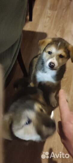 Собака акита ину щенки