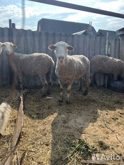 Овцы бараны