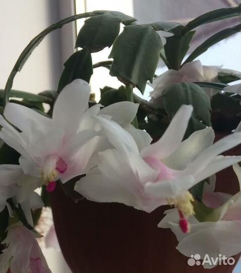 Декабрист белый