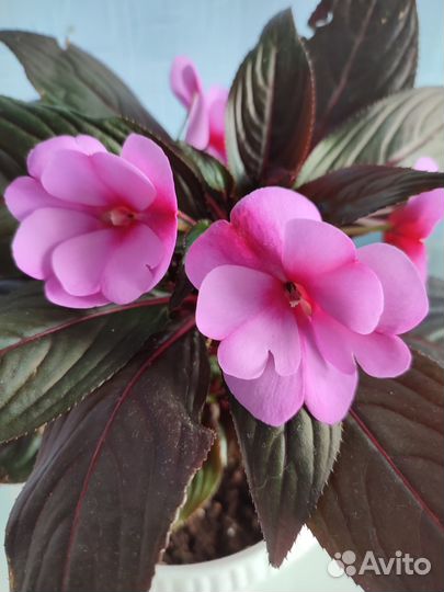 Бальзамин новогвинейский