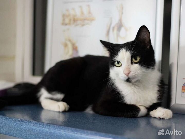 Домик для кошки