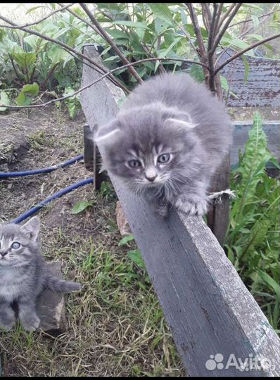 Котята в добрые руки даром