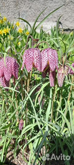 Рябчики белый и шахматный