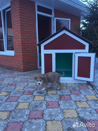 Собачья будка