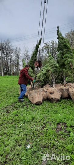 Сосна черная (Тверь)
