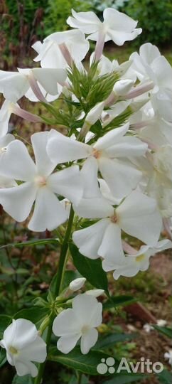 Продам флоксы