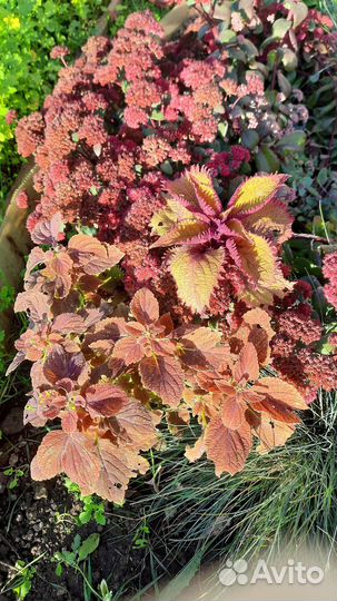 Колеусы вегетативные